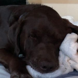 Meet your Posher, Jake